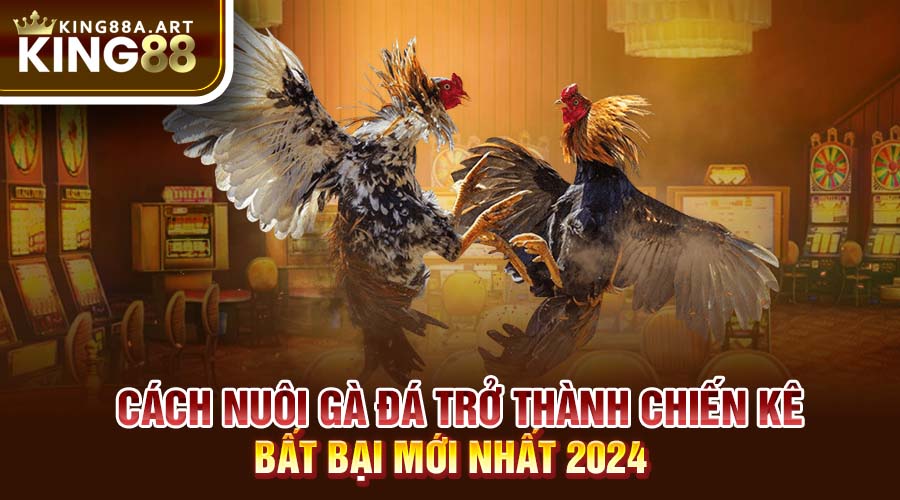 Cách nuôi gà đá thành chiến kê bất bại 2024