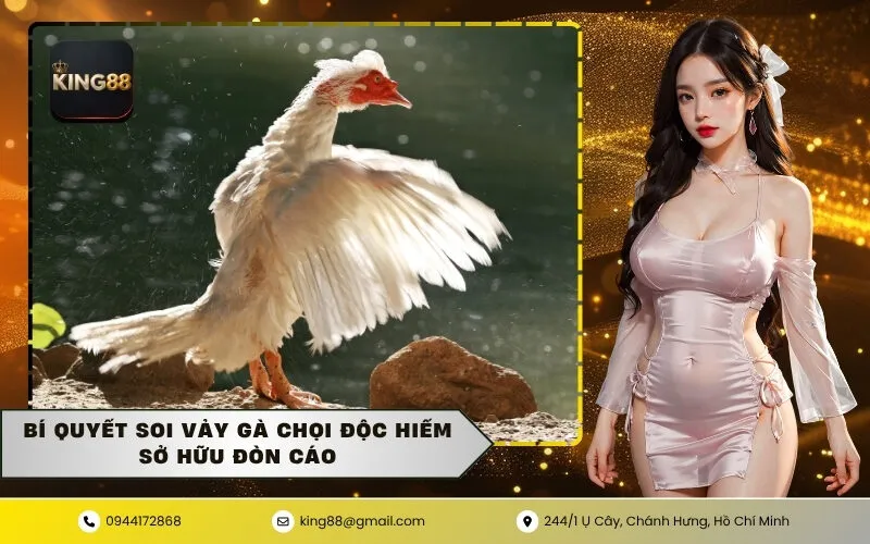 Bí quyết soi vảy gà chọi độc hiếm sở hữu đòn cáo