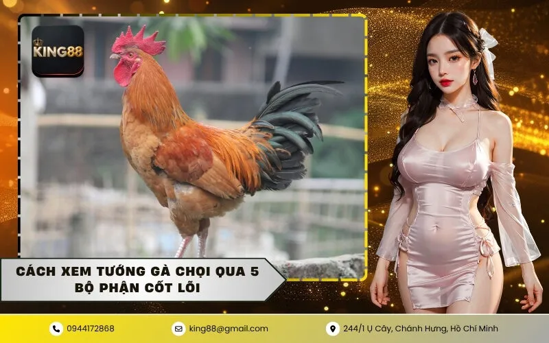 Cách xem tướng gà chọi qua 5 bộ phận cốt lõi
