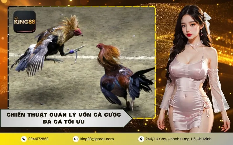 Chiến thuật quản lý vốn cá cược đá gà tối ưu