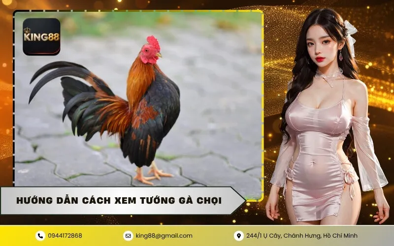 Hướng Dẫn Cách Xem Tướng Gà Chọi