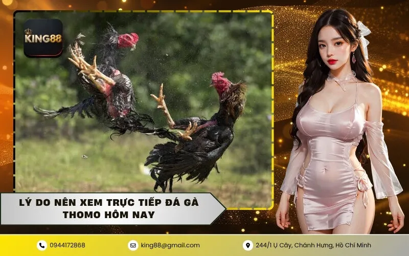 Lý do nên xem trực tiếp đá gà Thomo hôm nay