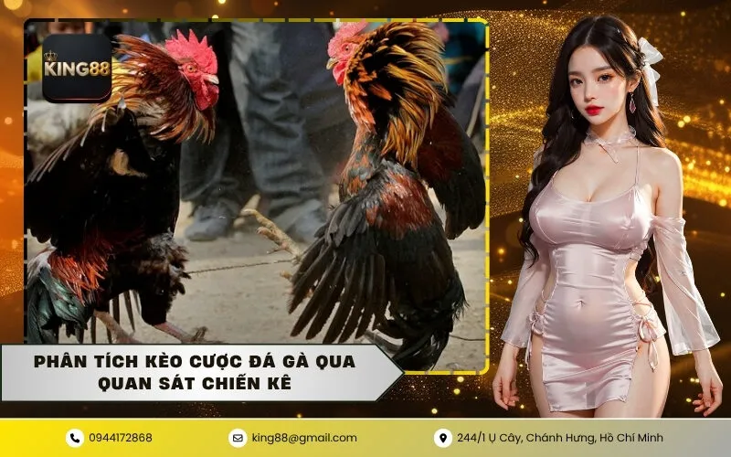 Phân tích kèo cược đá gà qua quan sát chiến kê