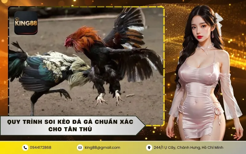 Quy trình soi kèo đá gà chuẩn xác cho tân thủ