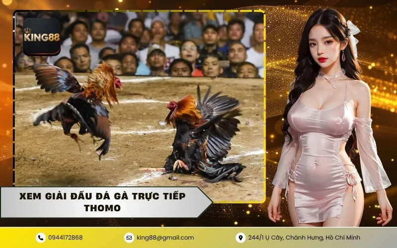 Xem Giải Đấu Đá Gà Trực Tiếp Thomo