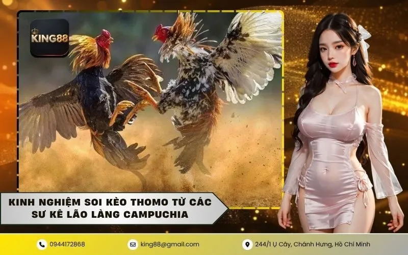 Kinh nghiệm soi kèo Thomo từ các sư kê lão làng Campuchia